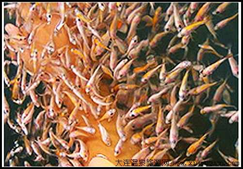 溫泉魚